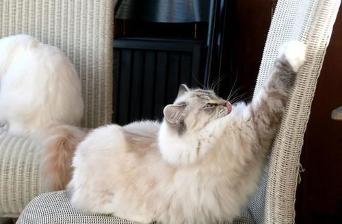 宠物猫怎么没有爪子