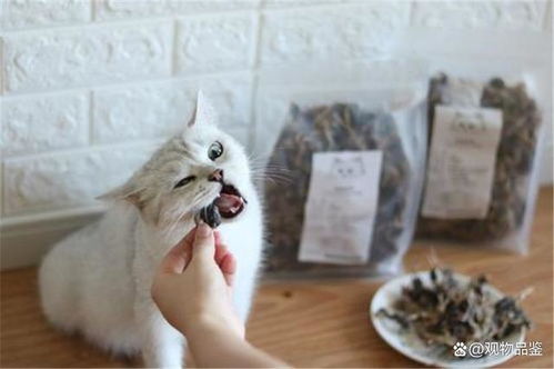 宠物猫小零食怎么吃好吃