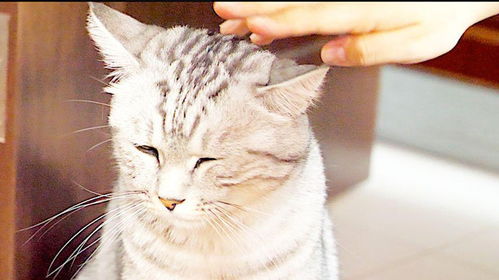 宠物猫怎么呼唤