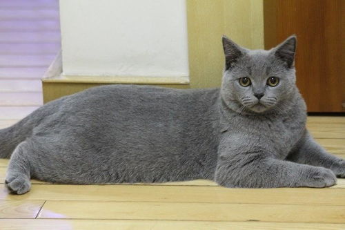 宠物猫怎么选最温顺