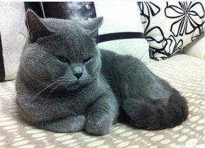 普通小猫咪多少钱