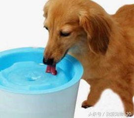 宠物狗喝自来水会怎么样