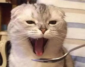 宠物猫拉稀吃饭怎么喂药