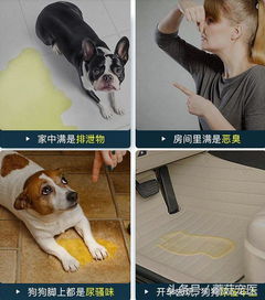 宠物狗总是到处乱尿尿怎么办