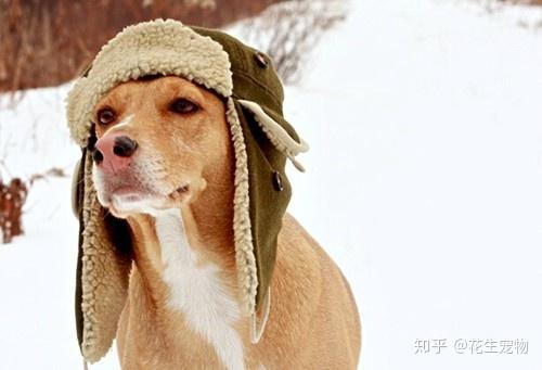 宠物狗过寒冬会怎么样
