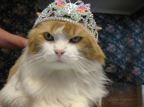怎么算宠物猫的出生日期