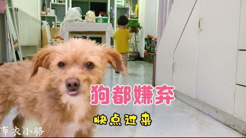 宠物狗吃小鸡会怎么样