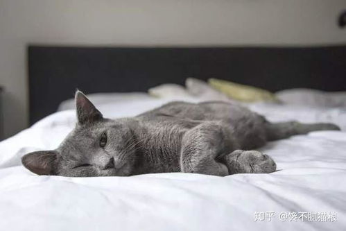 宠物猫和主人怎么相处