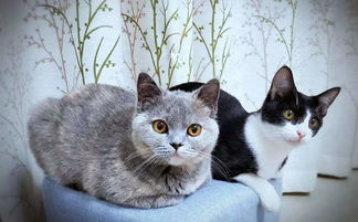 宠物猫怎么照顾
