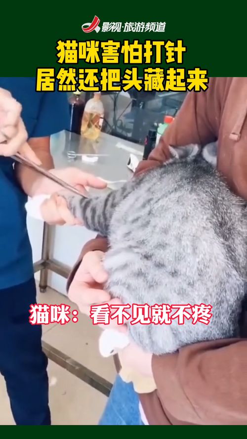宠物猫怕打针吗怎么办呀