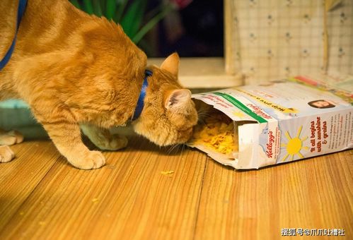 宠物猫吃的比我好怎么办