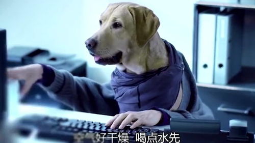 上班带宠物狗怎么办啊