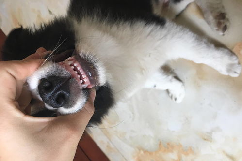宠物狗的牙齿是怎么弄的