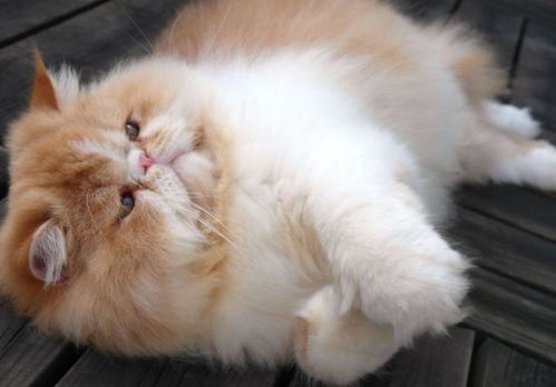 宠物猫怎么量体温推荐