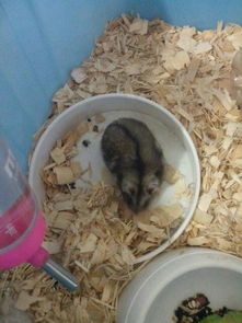 宠物猫跑没了两天怎么找