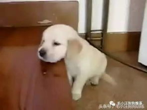 宠物狗不听话怎么训练他
