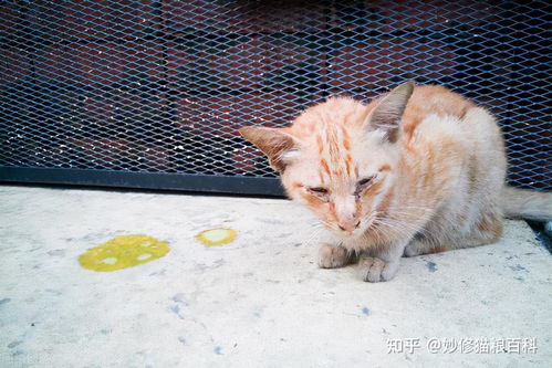 宠物猫怎么会吐黄水呢