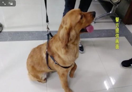 宠物狗衣服牵引绳怎么绑