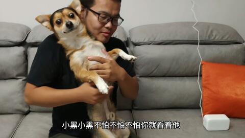 宠物狗剪指刀怎么剪的