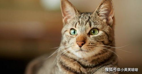 宠物猫怎么弄挣钱