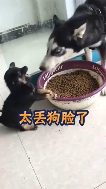 宠物狗抢小奶狗吃怎么办
