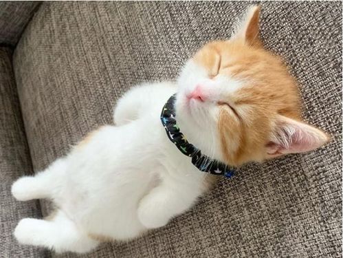 宠物猫怎么才睡觉