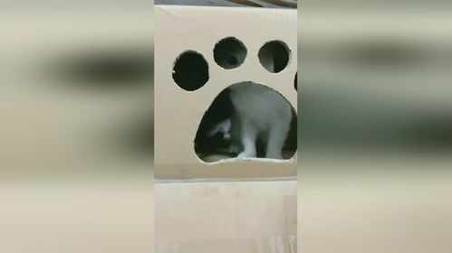 怎么做超级小的宠物猫窝