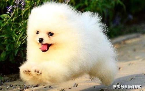 价格高宠物狗怎么办呢