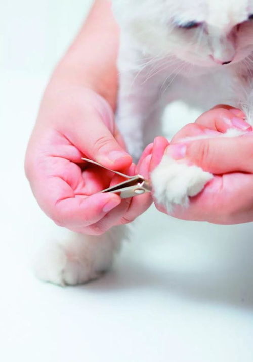 宠物猫剪趾甲怎么剪