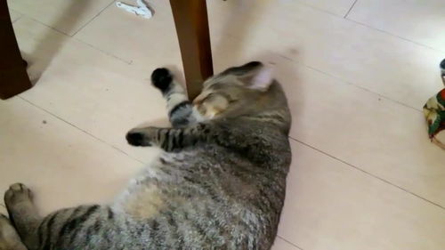怎么养肥宠物猫