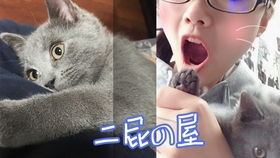 宠物猫吃大米饭行吗怎么喂