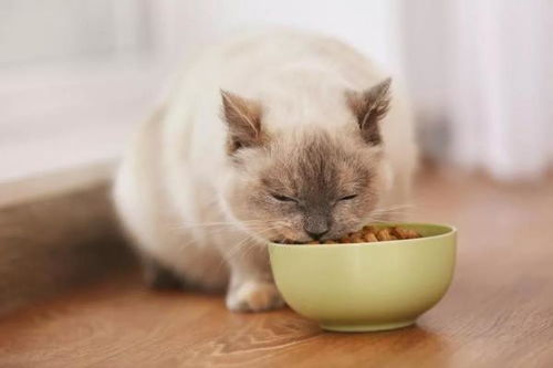宠物猫粮怎么吃比较好吃