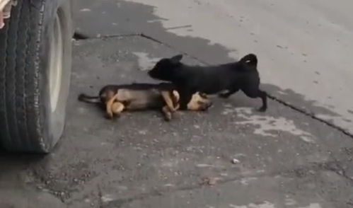 车撞死了宠物狗怎么办