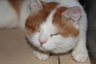 宠物猫怎么变公母
