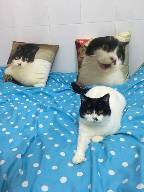 宠物猫乳铁蛋白怎么喂好