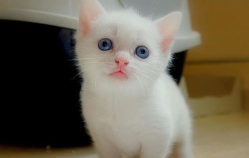 宠物猫沙发怎么选