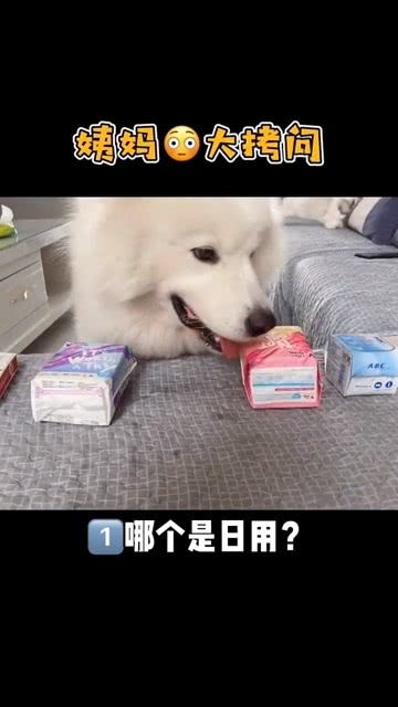 宠物狗的姨妈巾怎么做