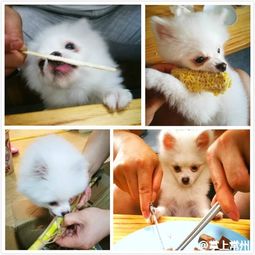 瀹犵墿鐙楁挬濡硅瘽棰樻枃妗堟€庝箞鍐?/></p>
<h2>琛ㄨ揪闄即涓庡垢绂忔劅</h2>
<p>