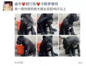 姓梁取名宠物狗怎么取的