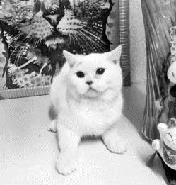 宠物猫会怎么死
