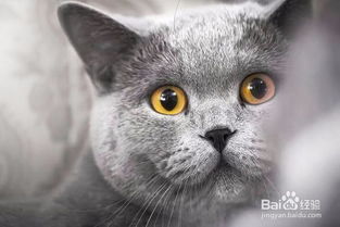 宠物猫怎么带到香港去