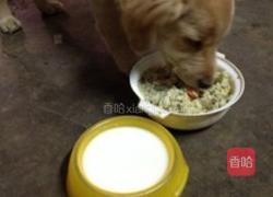 怎么样给宠物狗做营养餐