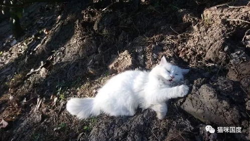 宠物猫怎么带到野外