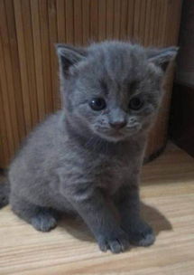 小宠物猫怎么培养