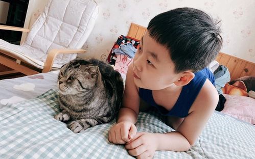 宠物猫怎么养方便