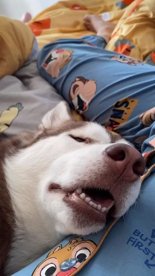 宠物狗撒口水怎么回事啊