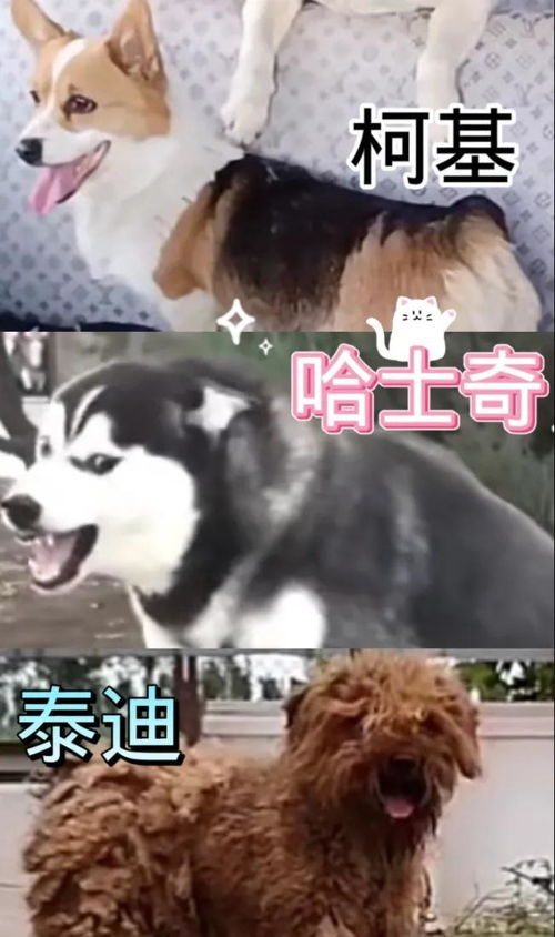 在农村撞了宠物狗怎么办