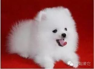 宠物狗毛有点黄怎么办啊