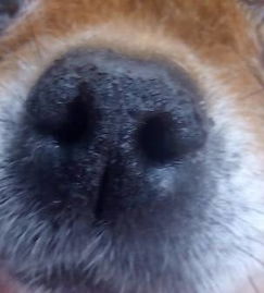 宠物狗鼻子干裂了怎么办