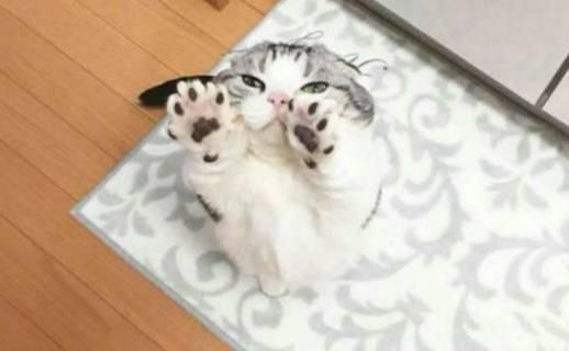 宠物猫怎么自己做饭呢